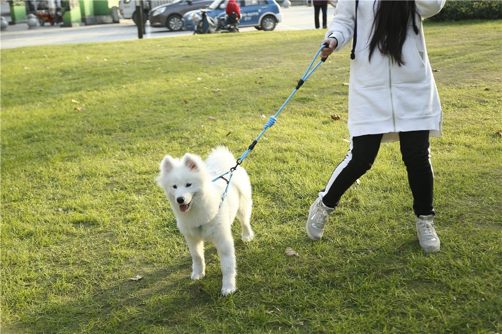 Leash Running Or Training Dog Collar